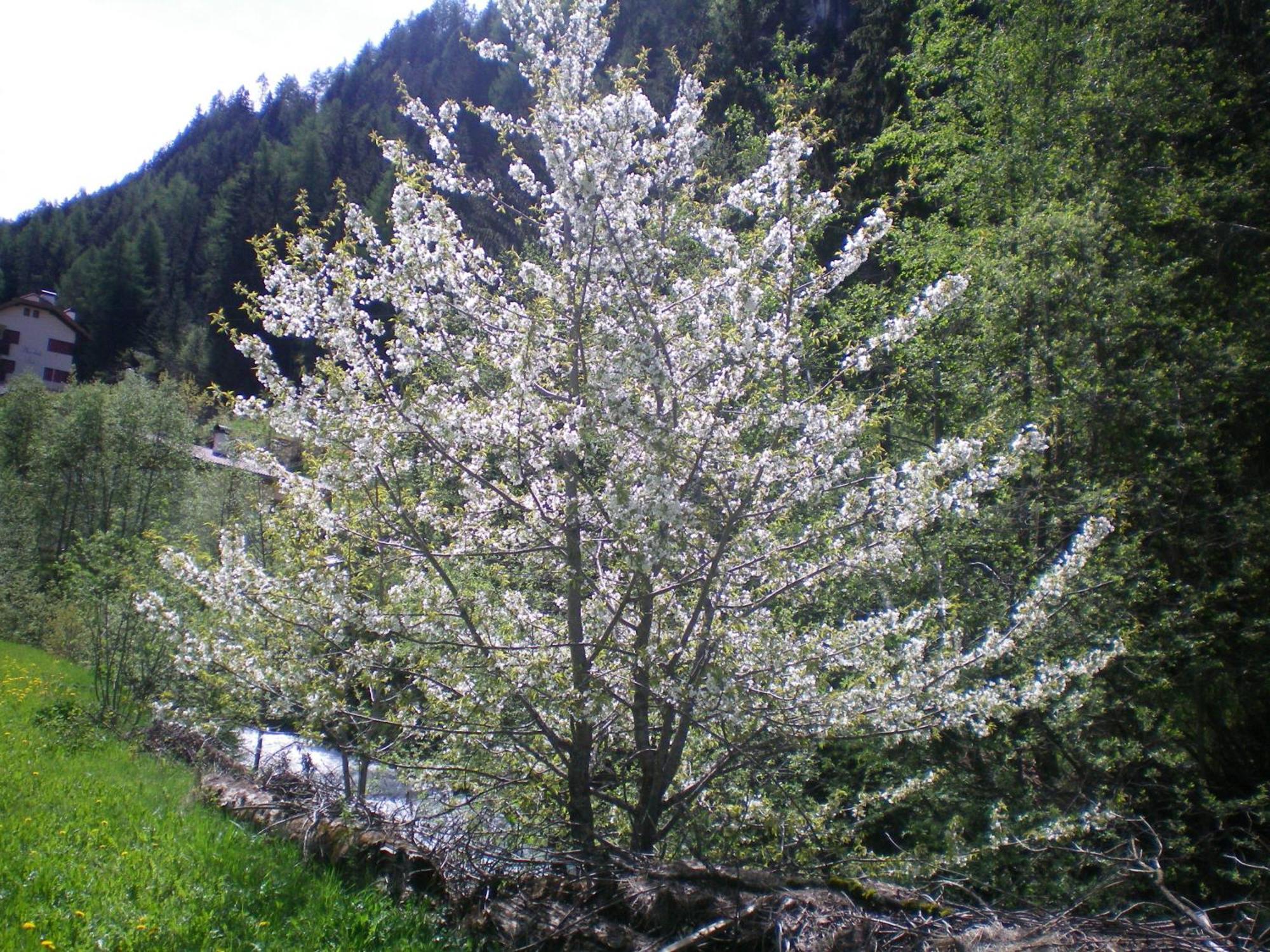 Villa Otto Santa Cristina Val Gardena Esterno foto